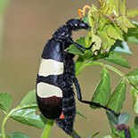 Ceroctis capensis
